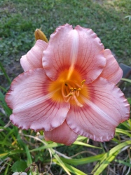 Daylily Bowl of Roses