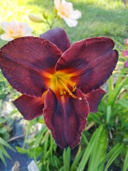 Daylily Smith Brothers
