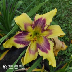 Daylily Viva Pinata