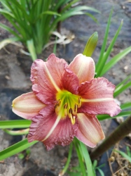 Daylily Longfields Woodpecker