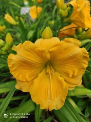 Daylily Pieces of Eight  - 1986