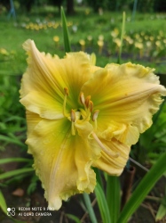 Daylily Tequila And Lime