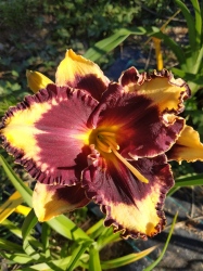 Daylily Chronos