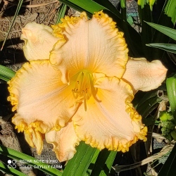 Daylily Golden Tentacles