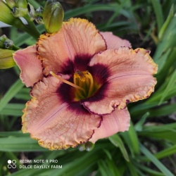 Daylily Daring Dilemma