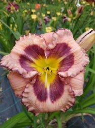 Daylily Unexpected Grace