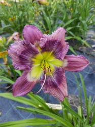 Daylily Multiple Multiplications