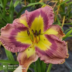 Daylily Eclat Spectral