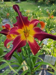 Daylily Red Suspendors