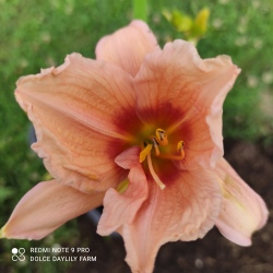 Collection of 10 types of daylilies No. 22/11 Multiplex