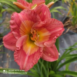 Daylily Sam the Man