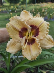 Daylily Oceans Eleven