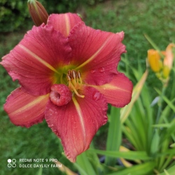 Daylily Malina CZ