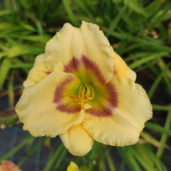 Daylily Mini Vanilla CZ