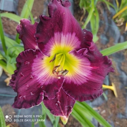 Daylily Ghosts And Goblins