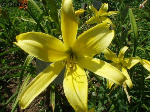 Daylily Dallas Spider Time