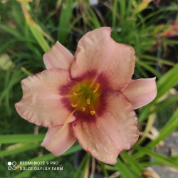 Collection of 10 types of daylilies No. 22/19 Horizont