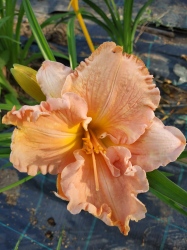 Daylily Exalted Ruler