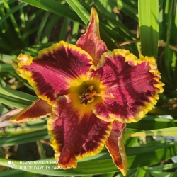 Daylily Millard CZ