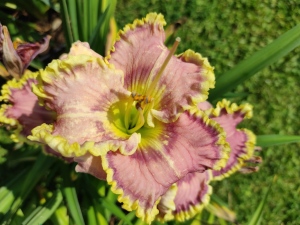 Daylily Alphonse CZ