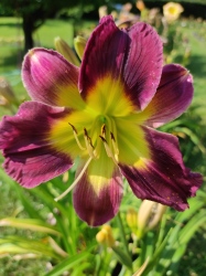 Daylily Alda CZ