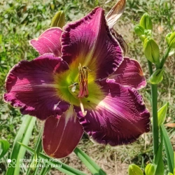 Daylily Kajetan CZ