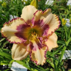 Daylily Tiffani CZ