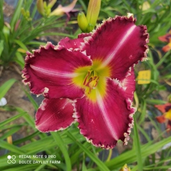 Daylily Substance of Fire