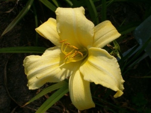 Daylily Linda CZ