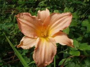 Daylily Favourite CZ