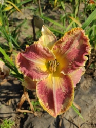 Daylily Larger than Life