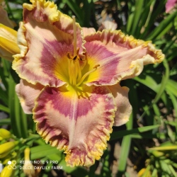 Daylily Bethany CZ