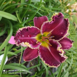 Daylily Derby CZ