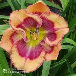 Daylily Belinda CZ