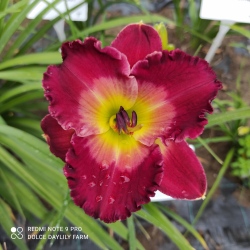 Daylily Knut CZ