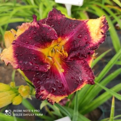 Daylily Different Dimension