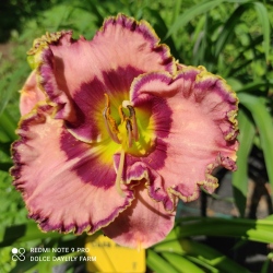 Daylily Curb Appeal