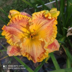 Daylily Joachim CZ