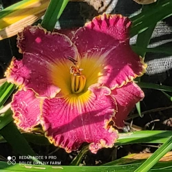 Daylily Samson CZ