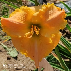 Daylily Marta CZ