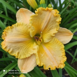 Daylily Juliette CZ