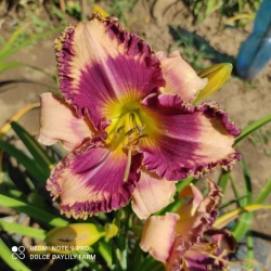 Daylily Vianney CZ