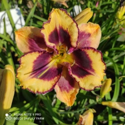 Daylily Amour CZ