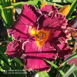 Daylily Clarisse CZ