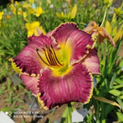 Daylily Dermot CZ