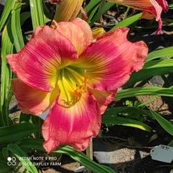 Daylily Chaya CZ