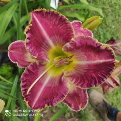 Daylily Ludmila CZ