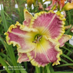 Daylily Mindee CZ