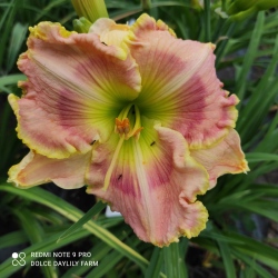 Daylily Severina CZ