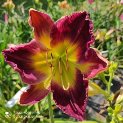 Daylily Melchior CZ